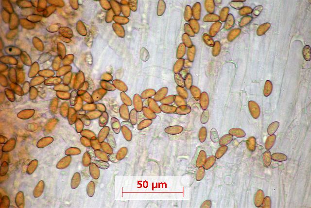 Zur Abwechslung mal Inocybe